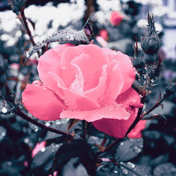Крупним Планом Знімок Рожевої Троянди Саду Краплями — стокове фото