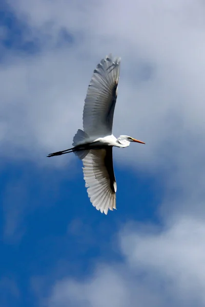 Une Vue Fascinante Une Aigrette Vol — Photo