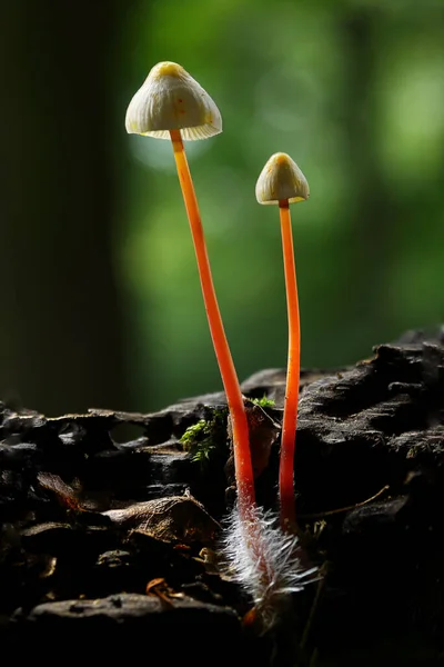 森の中の野生のキノコの垂直ショット — ストック写真