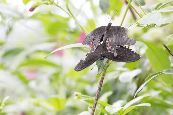 Closeup Papilio Polytes Common Mormon Mating Pair Female Form Stichius — Stockfoto