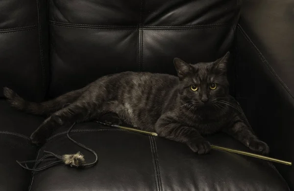 Closeup Cute Dark Gray Cat Lying Couch — Stock Photo, Image
