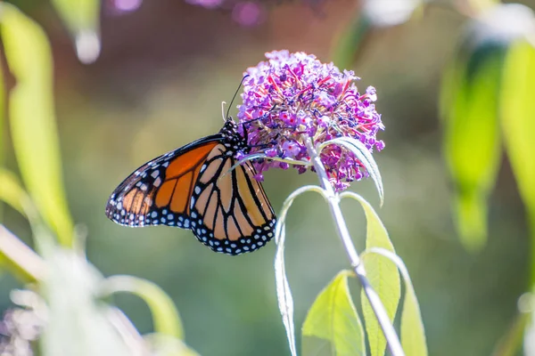 Selektivní Záběr Motýla Sedícího Fialovém Květu — Stock fotografie