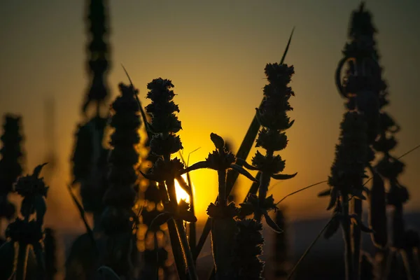 Silhouettes Wild Plants Field Sunset — Stock Photo, Image