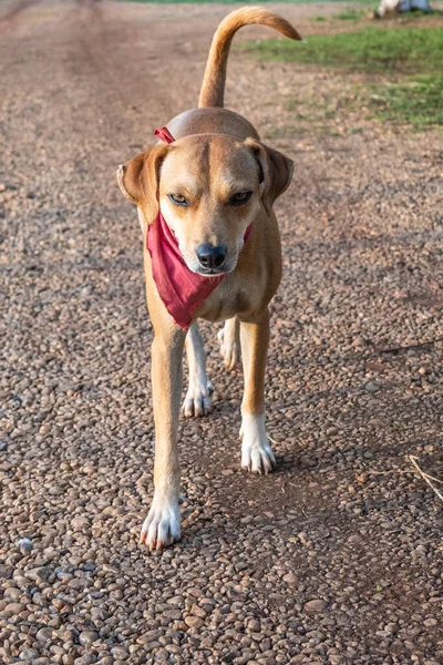 Parktaki Bir Karamel Köpeğinin Dikey Görüntüsü — Stok fotoğraf