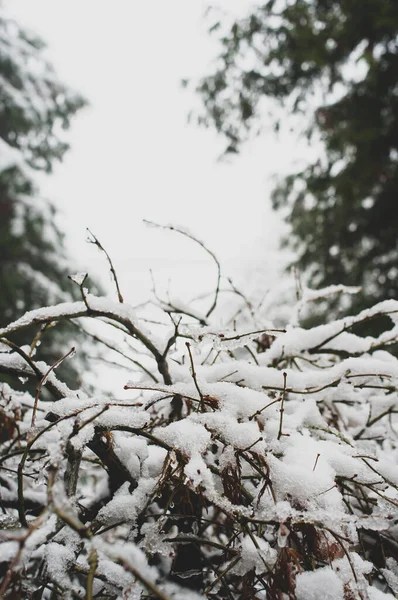 Plantas Inverno Árvores Cobertas Neve — Fotografia de Stock