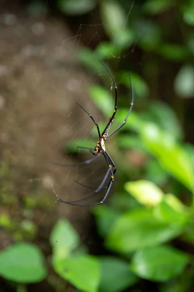 Een Verticaal Shot Van Een Spin Weven Een Spinnenweb — Stockfoto