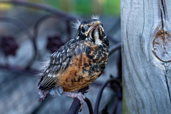 Primo Piano Bellissimo Uccellino Piedi Una Recinzione Metallo Accanto Albero — Foto Stock