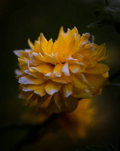 Яскраво Жовта Квітка Далії Саду — стокове фото
