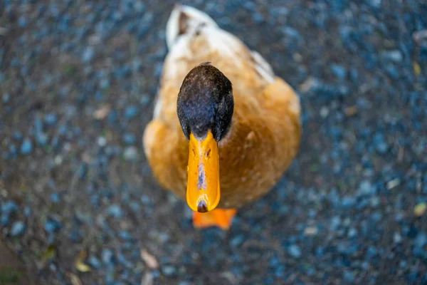 Une Vue Dessus Canard Debout Sur Sol — Photo