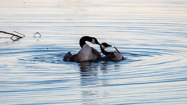 Una Hermosa Toma Gansos Grandes Pequeños Nadando Juntos Río —  Fotos de Stock