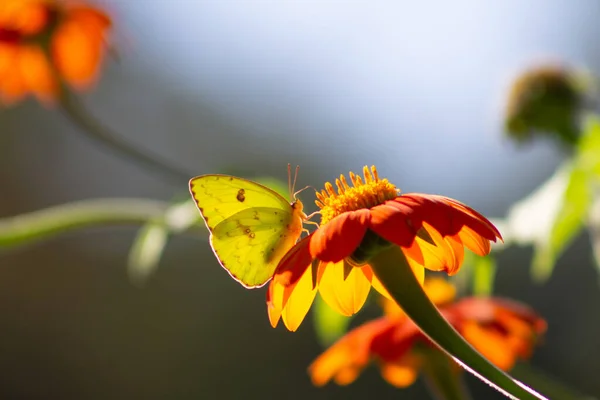 Gros Plan Papillon Sur Tournesol Mexicain — Photo