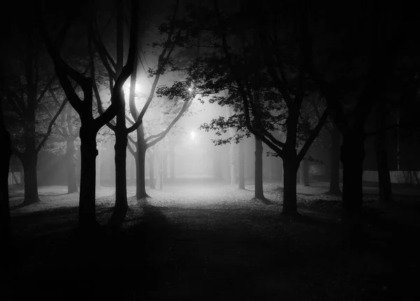 Tree Alley Foggy Autumn Night — Fotografia de Stock