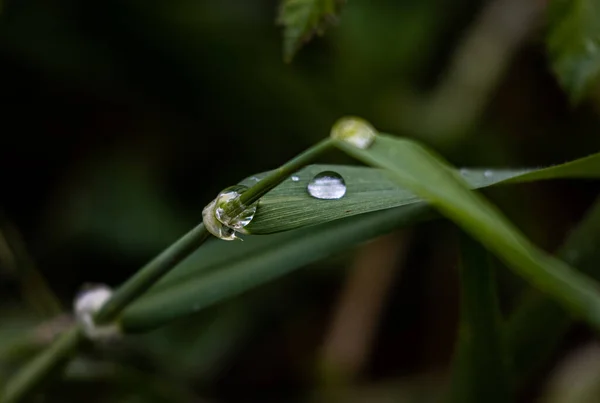 Closeup Shot Wet Leaves Garden Rain — Fotografia de Stock