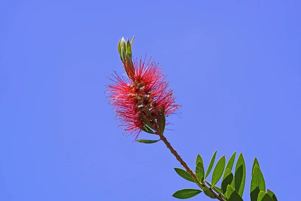 Detailní Záběr Květin Callistemon Citrinus Proti Modrému Sku — Stock fotografie