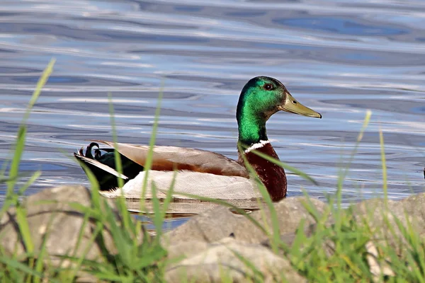 Closeup Shot Duck Swimming Lake — 图库照片