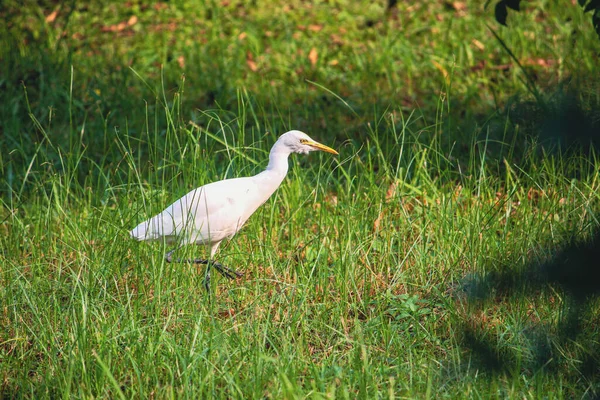 Side View Lovely White Egret Walking Grassy Ground Sunny Day — Fotografia de Stock