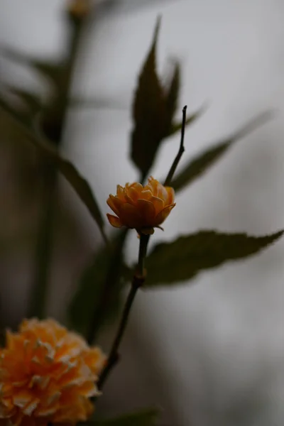 Una Flor Dalia Amarilla Brillante Jardín —  Fotos de Stock
