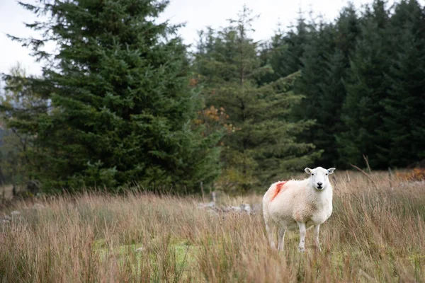 Uma Ovelha Branca Com Uma Mancha Vermelha Campo — Fotografia de Stock