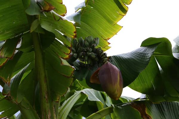 Крупним Планом Знімок Бананових Пальмових Фруктів Листя — стокове фото