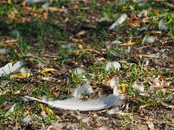 Kuru Yaprakların Arasında Çimlerin Üzerinde Kuşun Beyaz Tüyünün Yakın Plan — Stok fotoğraf