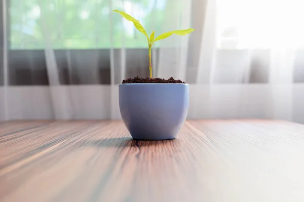 Beautiful Plant Pot Table Room Window Curtains — 图库照片