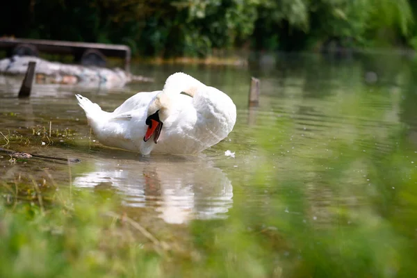 Closeup Shot White Swan Pond — Foto Stock
