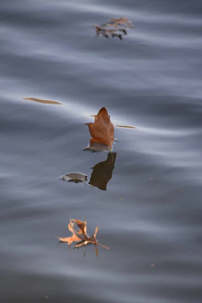 Gros Plan Des Feuilles Automne Surface Eau — Photo