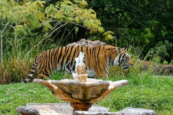 Тигр Йде Зоопарку Біля Фонтанів — стокове фото