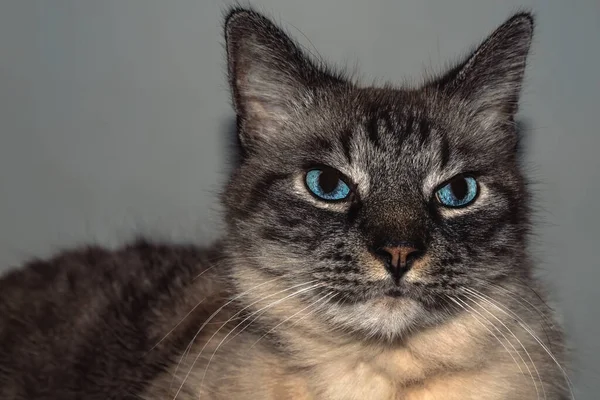 Detailní Záběr Šedé Naštvané Kočky Modrýma Očima — Stock fotografie