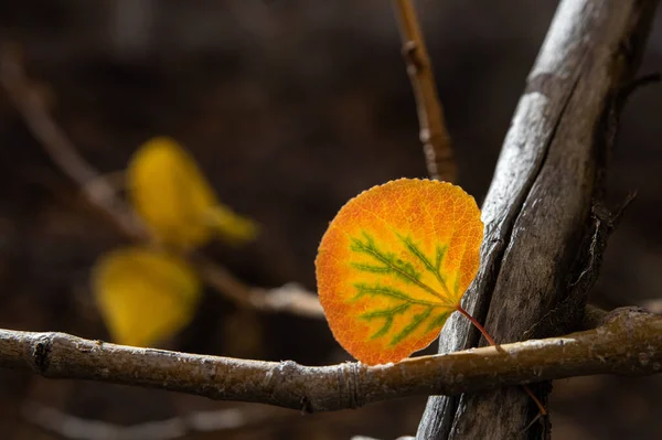 Closeup Shot Rounded Orange Green Leaf — Fotografia de Stock