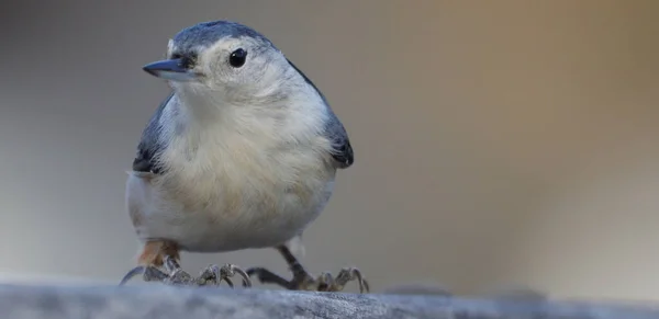 Primer Plano Pájaro Nuez Pecho Blanco Árbol — Foto de Stock