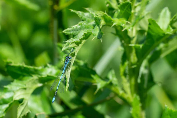 Egy Közeli Kép Egy Kék Szitakötőről Egy Zöld Növényen — Stock Fotó