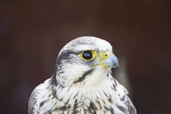 Portrait Laggar Falcon Isolated Dark Background — 图库照片