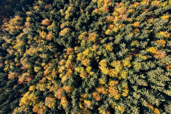 Een Betoverende Opname Van Een Kleurrijk Bos Tijdens Herfst — Stockfoto