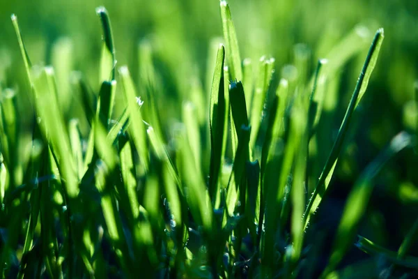 Makro Strzał Zielonej Trawy Pod Słońcem — Zdjęcie stockowe
