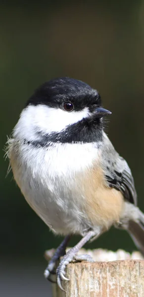 Gros Plan Une Mésange Capuchon Noir Perchée Sur Une Branche — Photo