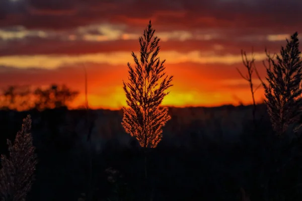 Silhouette Plant Sunset Sky Background — Fotografia de Stock