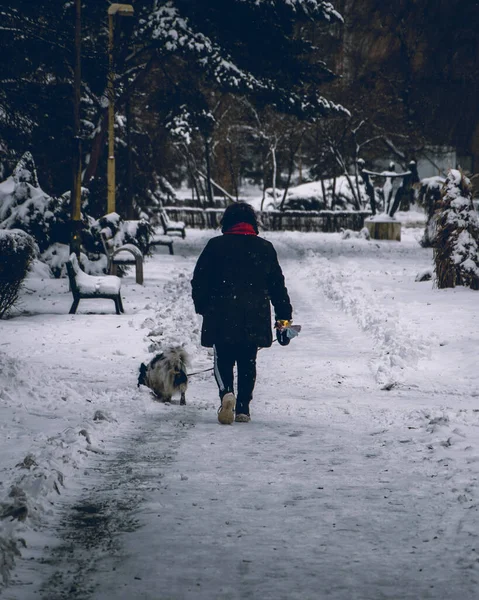 Μια Κάθετη Φωτογραφία Ενός Όμορφου Άντρα Σκύλο Της Περπατάει Στο — Φωτογραφία Αρχείου