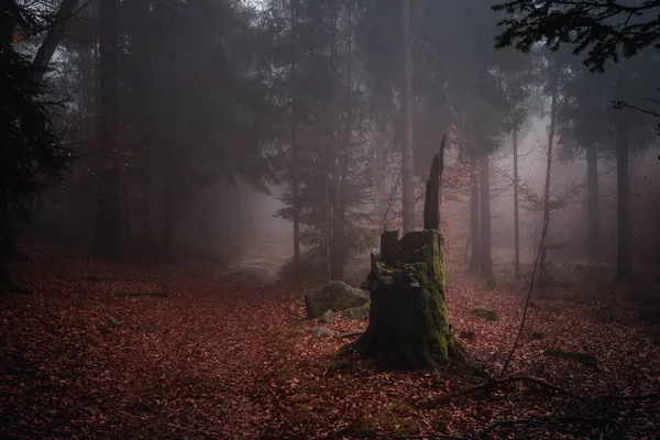 Uma Bela Vista Outono Floresta Bávara Tronco Alemanha — Fotografia de Stock