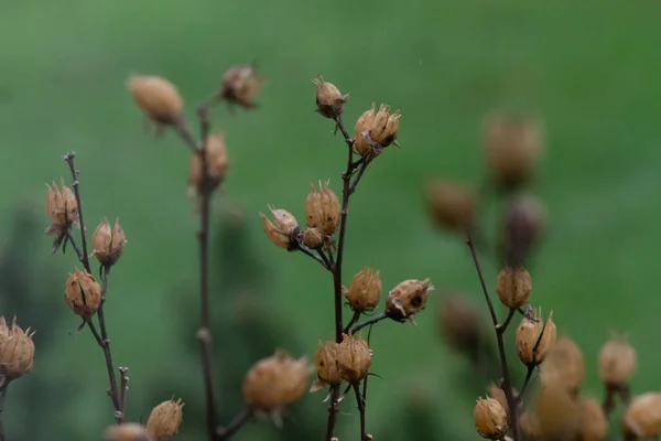 Selective Focus Shot Dry Plants Meadow — Fotografia de Stock