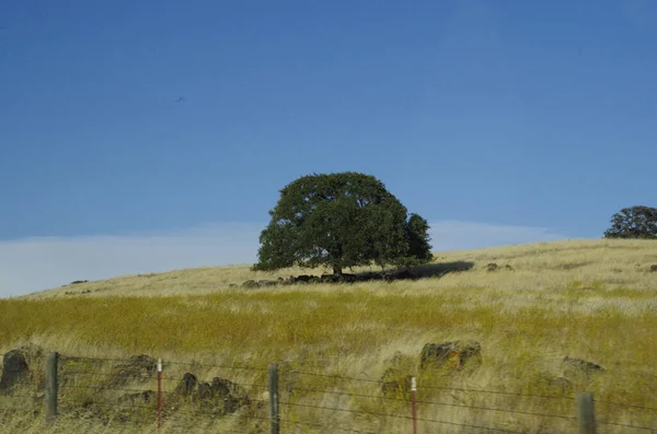 Large Green Tree Meadow — Fotografia de Stock