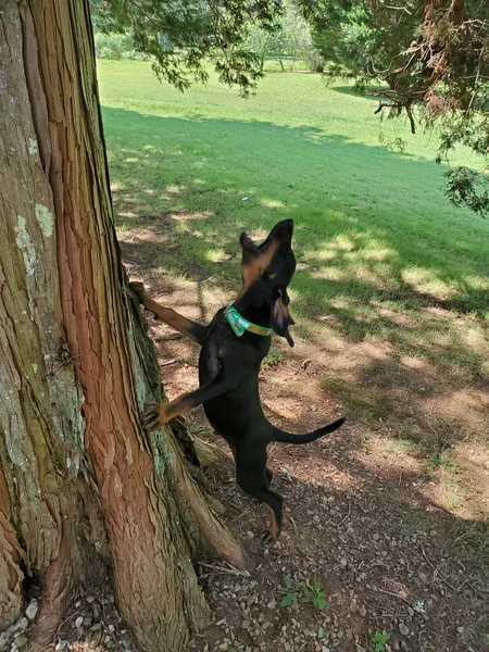 Disparo Vertical Perro Coonhound Negro Bronceado Ladrando Parque — Foto de Stock