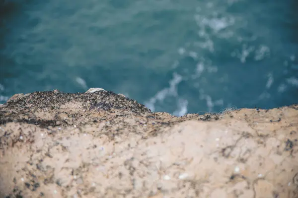 Selective Focus Shot Rocky Seashore — Stock Photo, Image