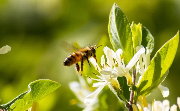 Detailní Záběr Včely Letící Blízko Kvetoucího Květu — Stock fotografie