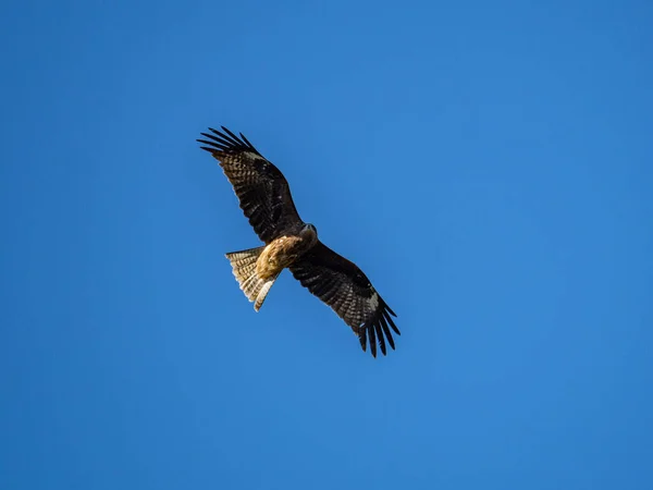 Uma Vista Panorâmica Papagaio Orelhas Pretas Milvus Migrans Lineatus Pairando — Fotografia de Stock