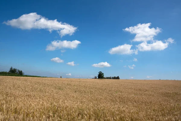 Mavi Gökyüzü Ile Buğday Tarlasının Güzel Manzarası — Stok fotoğraf