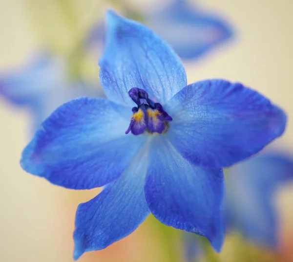 Primer Plano Una Hermosa Flor Orquídea Azul Jardín — Foto de Stock