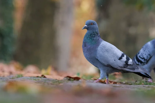 Gros Plan Joli Beau Beau Pigeon Perché Sur Sol Dans — Photo