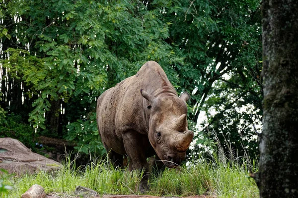 Rhinocéros Marchant Dans Safari Les Arbres Herbe — Photo