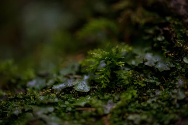 Close Uma Planta Folhosa Verde Brilhante Com Fundo Borrado — Fotografia de Stock